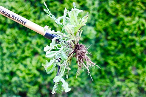 Dandelion root being removed with a garden weeder.