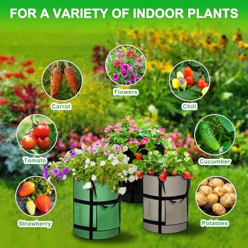 Indoor plant varieties including carrot, flowers, chili, tomato, cucumber, strawberry, and potatoes with grow bags.